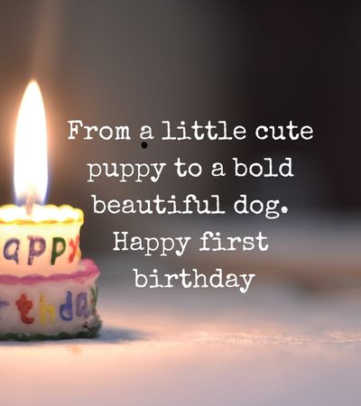 Dog First Birthday Quotes