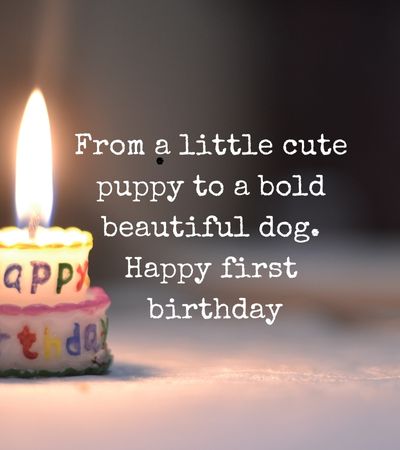 41 Dog 1st Birthday Quotes 2024 - Mzuri Springs