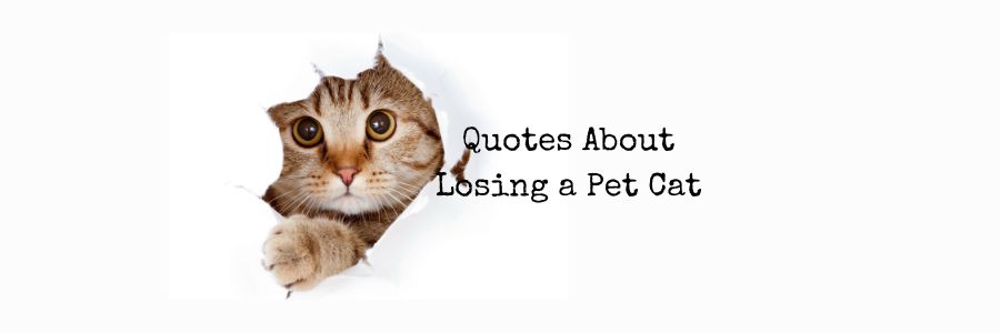 Quotes About Losing a Pet Cat