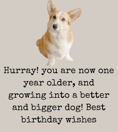 birthday wishes to my dog